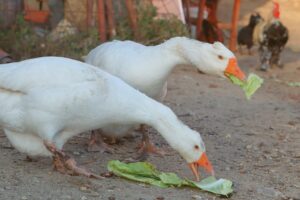 two geese eating cabbage
