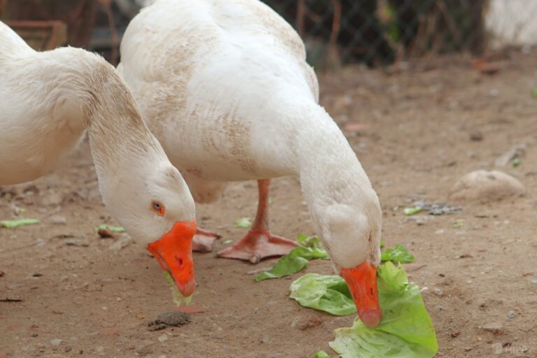 two geese eating lettuce