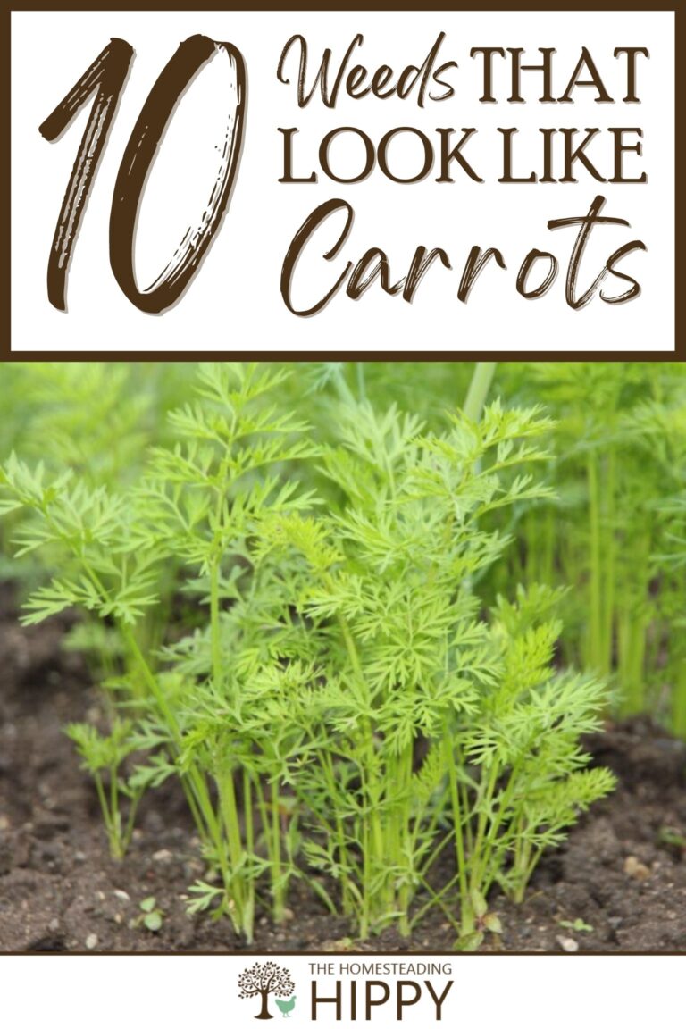 weeds that look like carrots pinterest