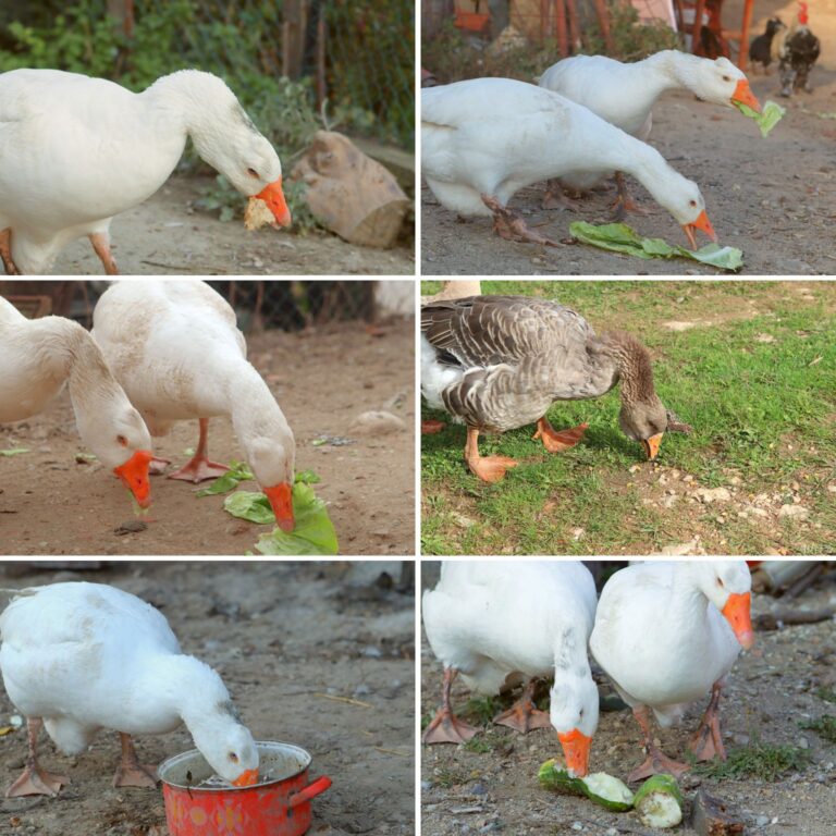 collage of geese eating various foods