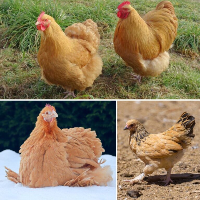 yellow chicken breeds collage