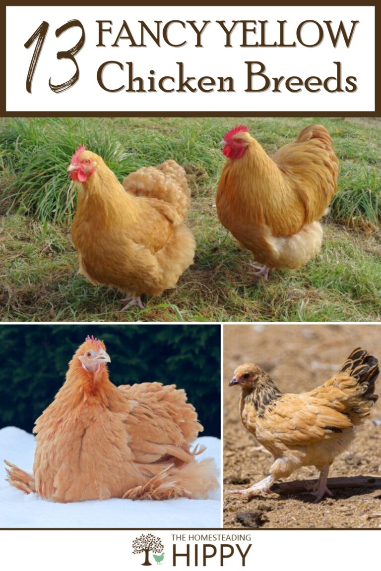 yellow chicken breeds pinterest