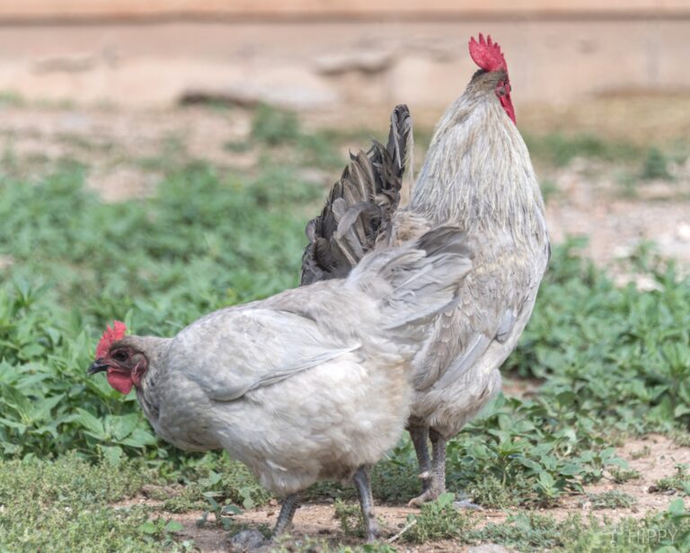 Lavender Orpington hen and rooster
