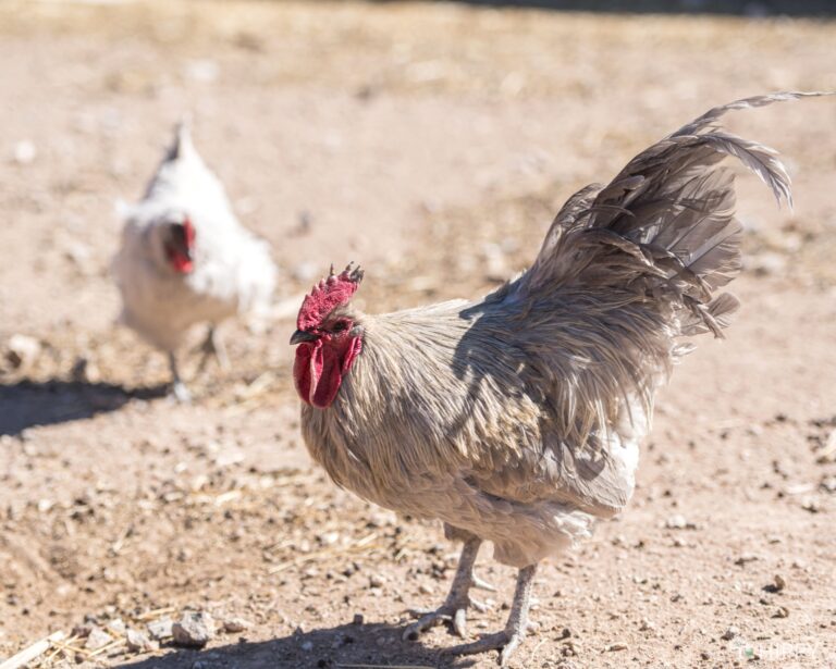 Lavender Orpington rooster being defensive of hen