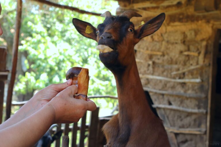 a goat eating a mushroom