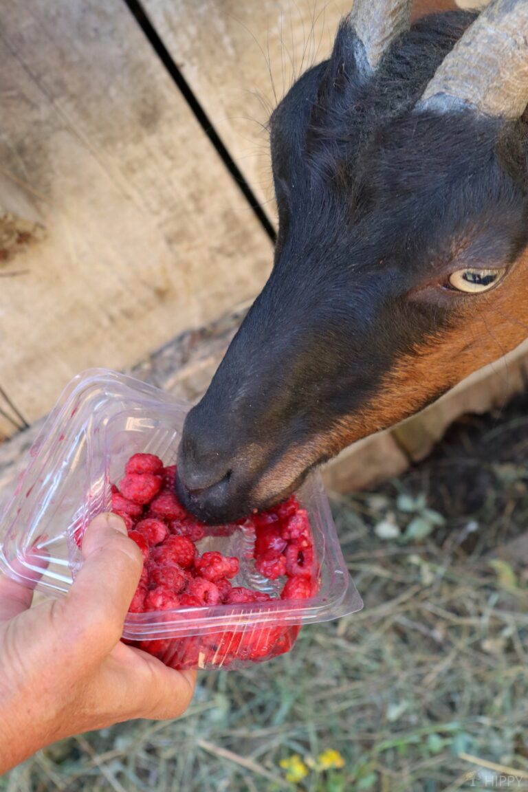 a goat eating some raspberries