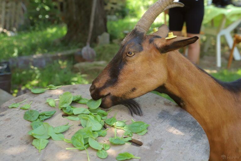 a goat eating spinach leaves