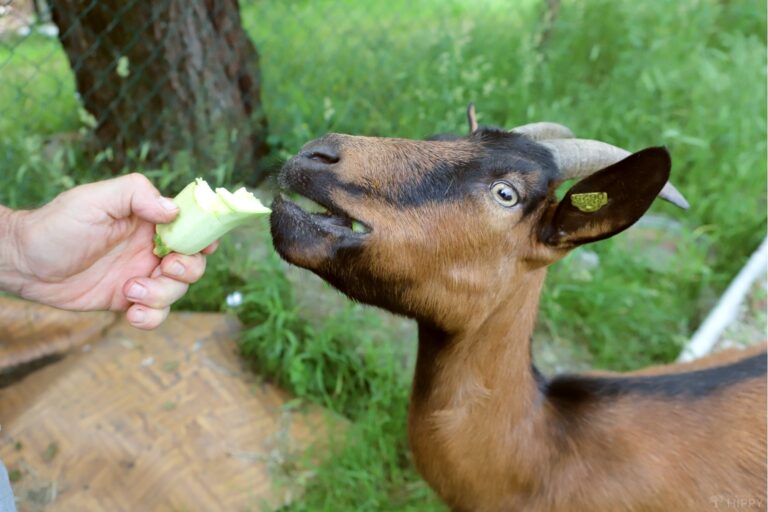 a goat eating zucchini