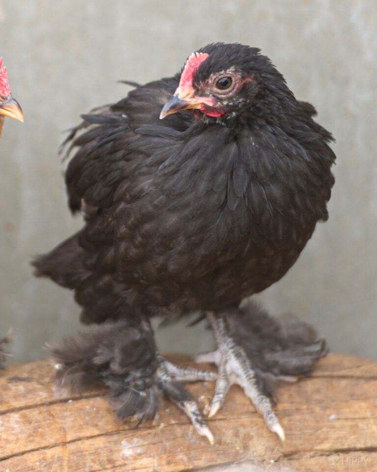 black Bantam Cochin cockerel