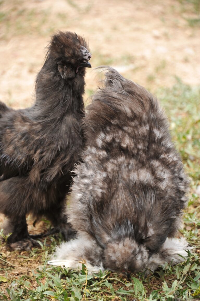 blue Silkie rooster with black one in back