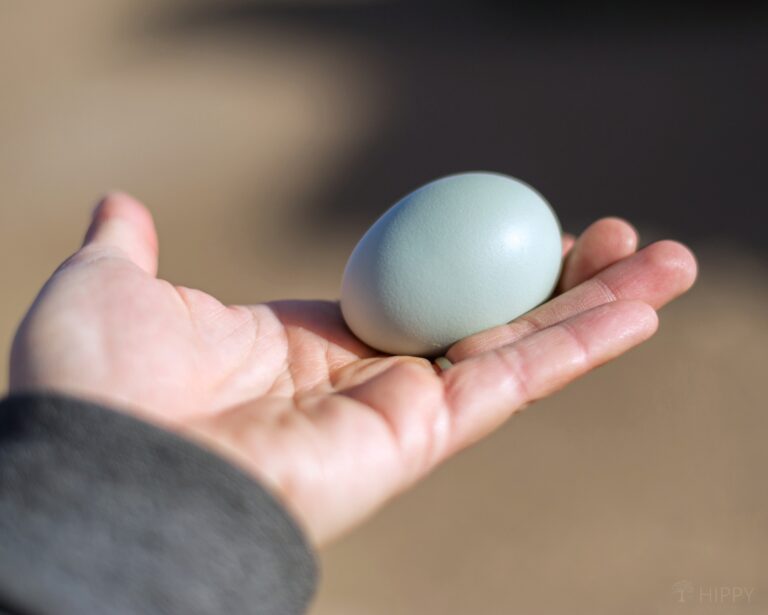 blue egg from Easter Egger hen