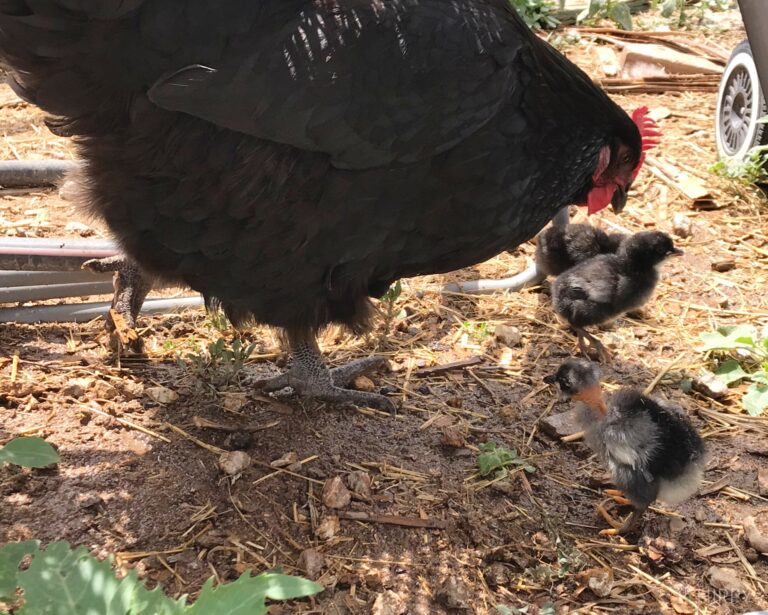 broody Australorp hen with chicks