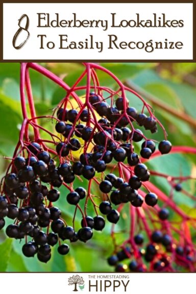 elderberry lookalikes pinterest