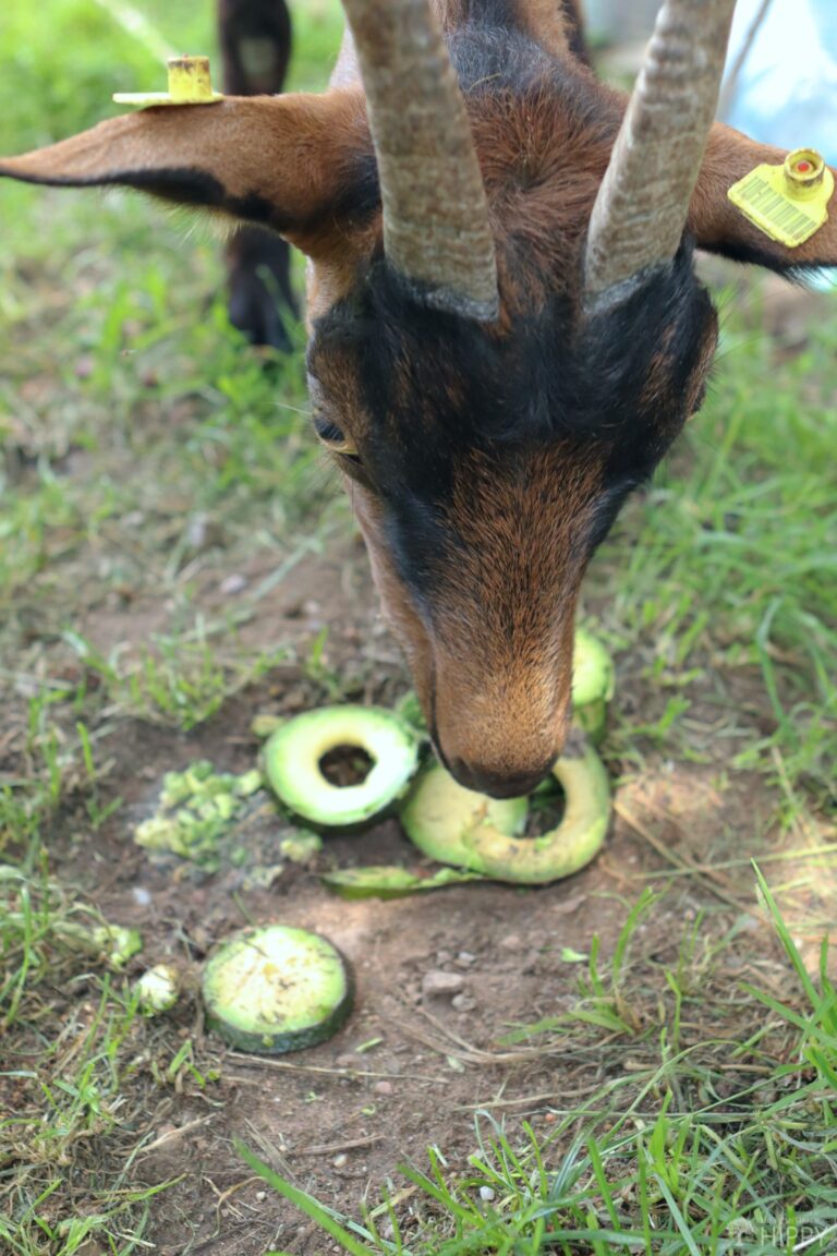 goat contemplating eating an avocado