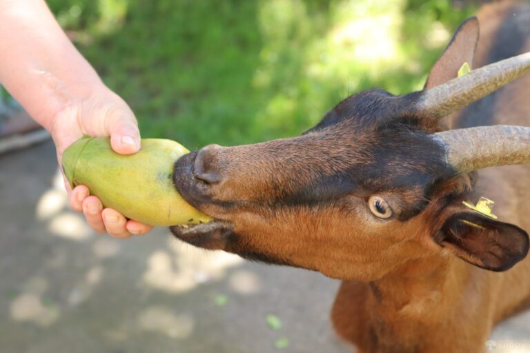 goat eating mango