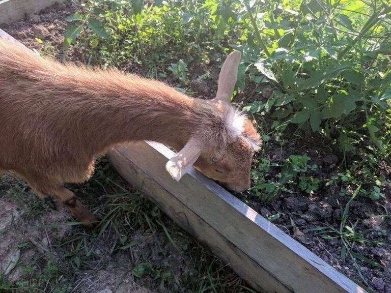 goat inside a raised bed