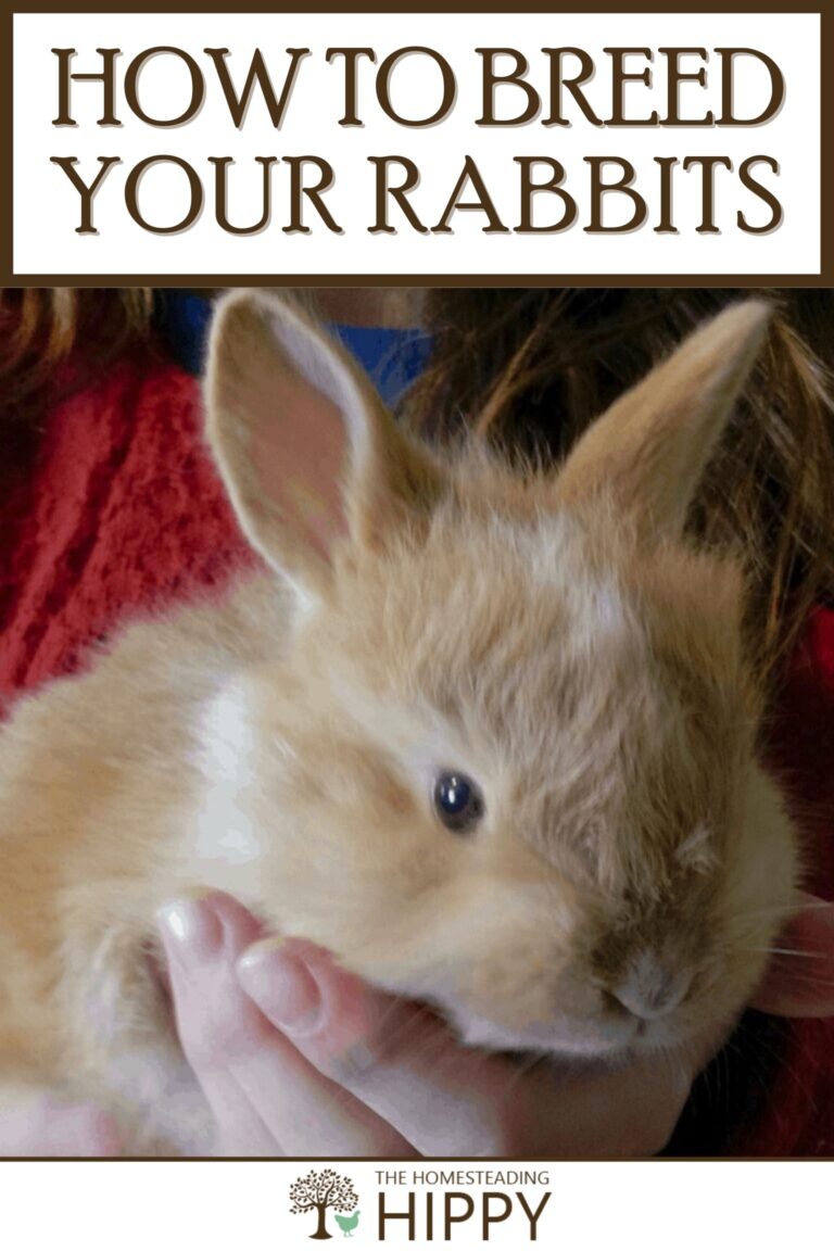 how to breed your rabbits pinterest