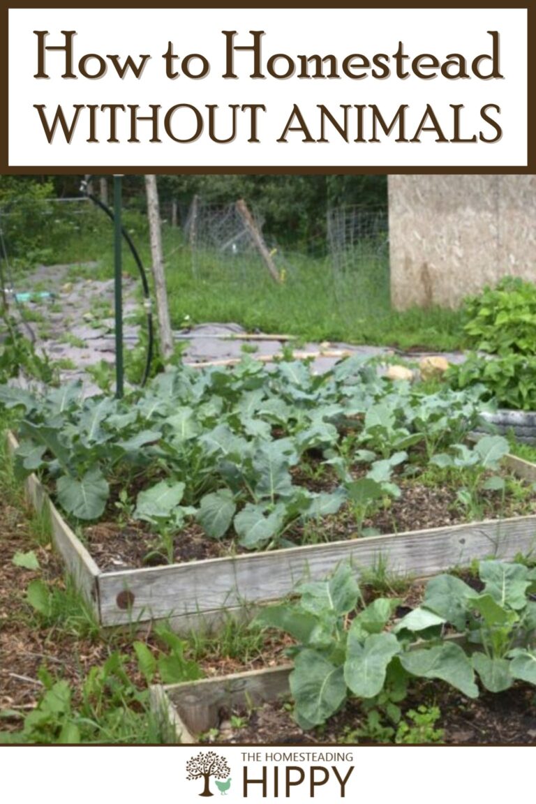 how to homestead without animals pinterest
