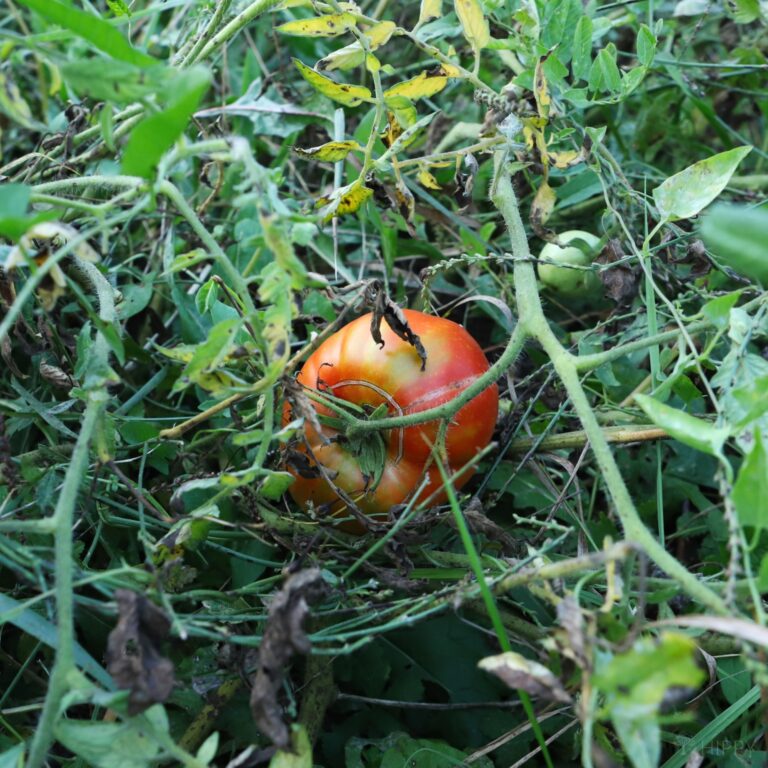tomato plant on bush in a shady spot