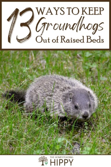 ways to keep groundhogs out of raised beds pinterest