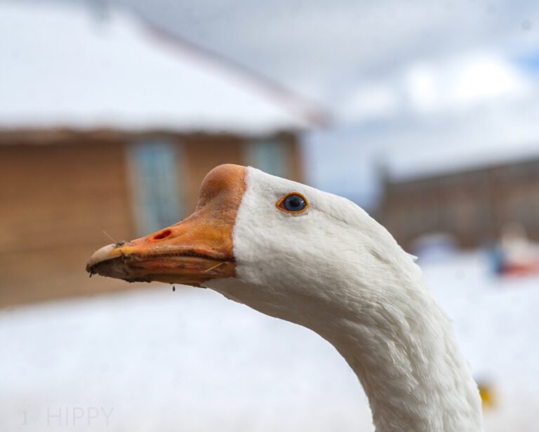 a Chinese goose's head during winter