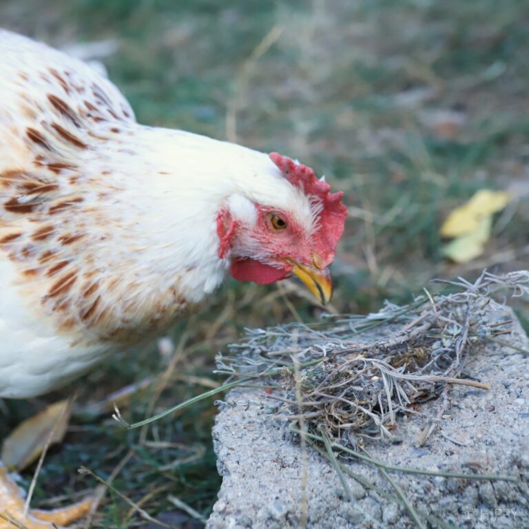 a chicken eating lavender