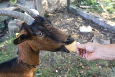 a goat eating bread