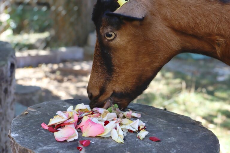 a goat eating rose petals