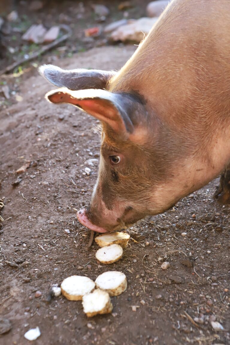 a pig eating chopped celery