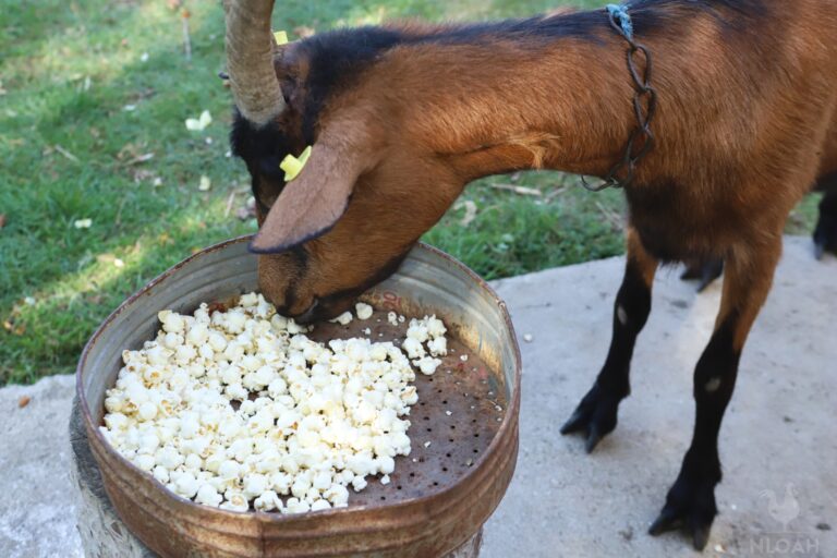 a goat trying some popcorn