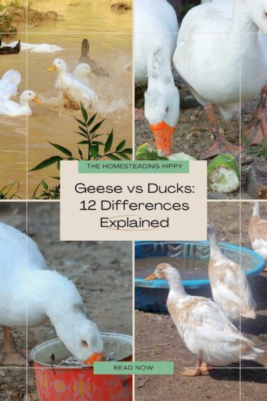 geese vs. ducks differences pin image