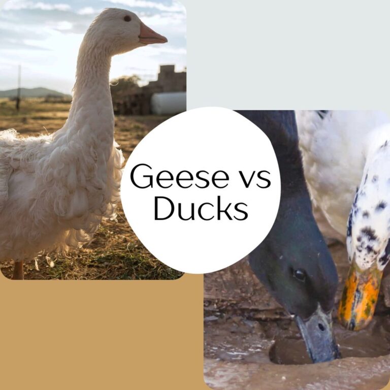 geese vs. ducks featured
