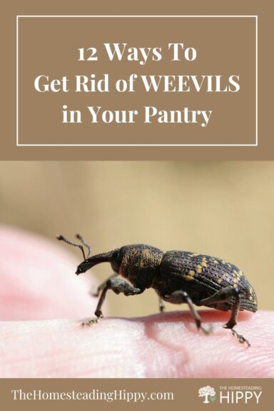 getting rid of weevils pin