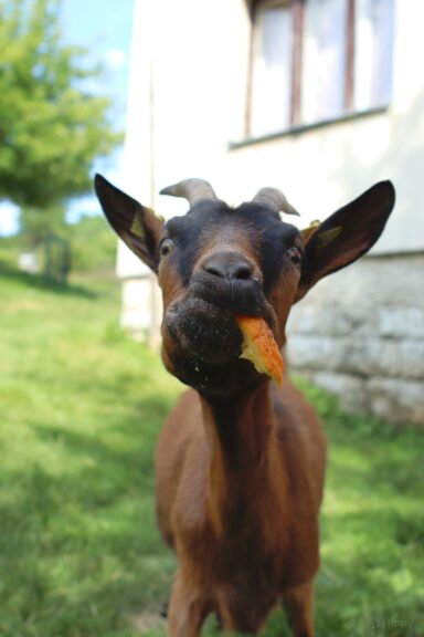 goat eating a hole orange