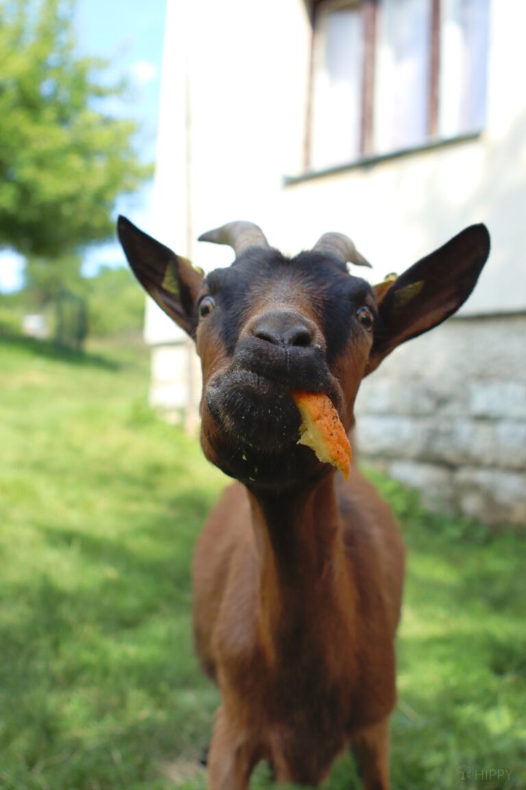 goat eating a whole orange