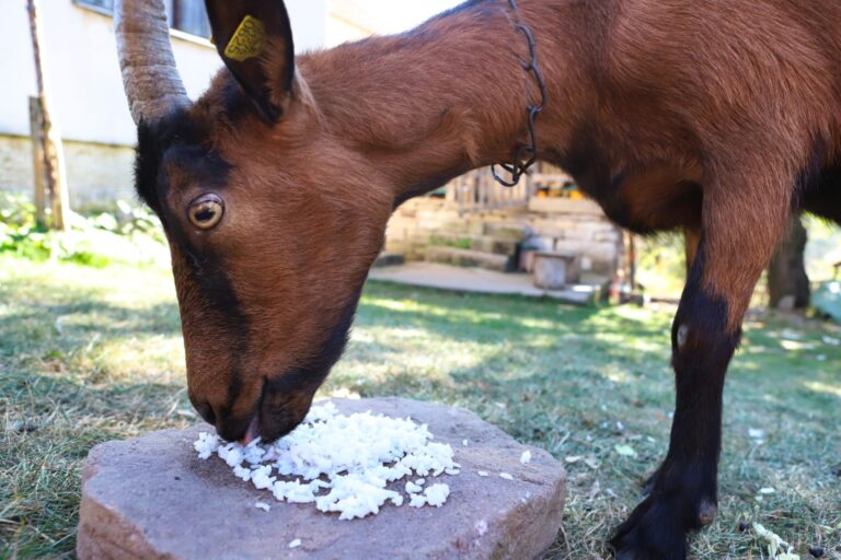goat eating cooked rice