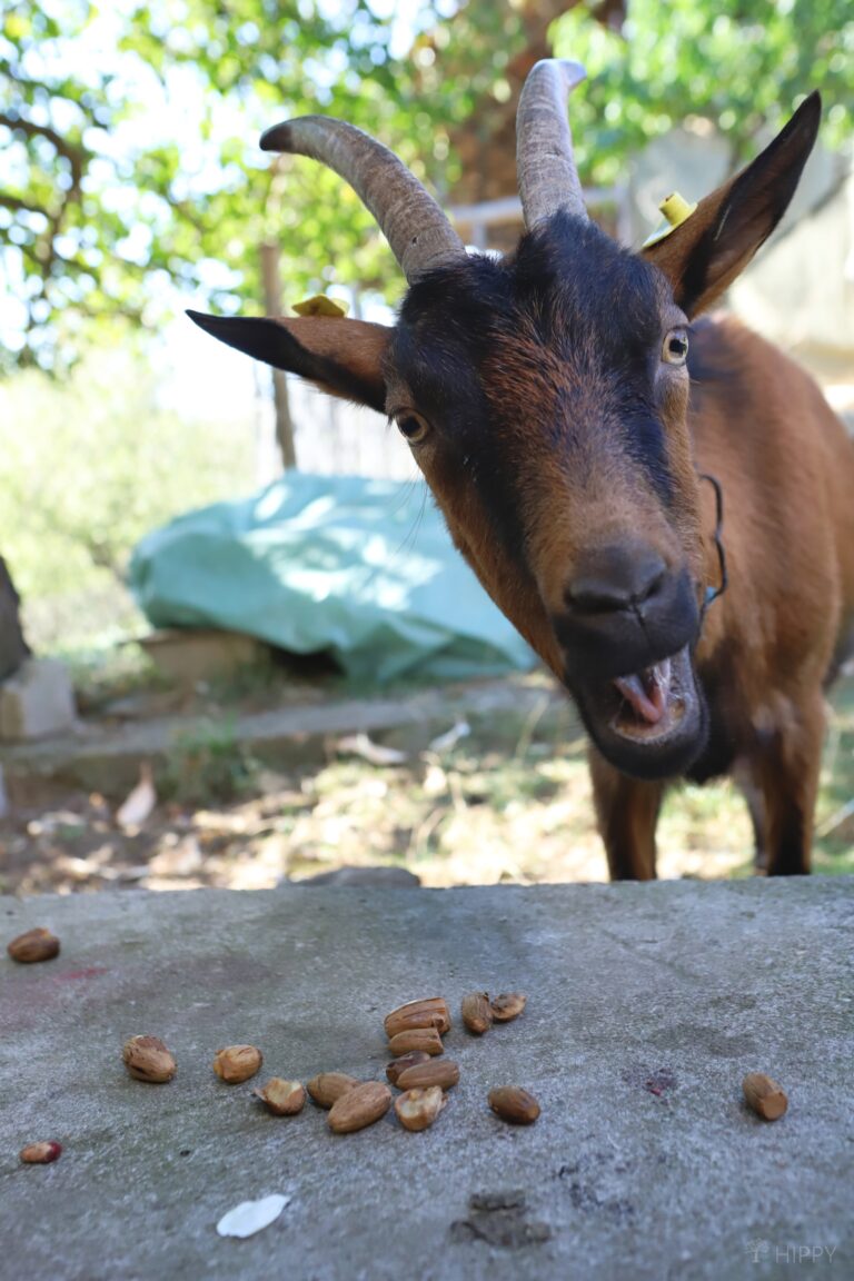 a goat enjoying cooked acorns