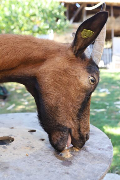 goat enjoying some peanut butter