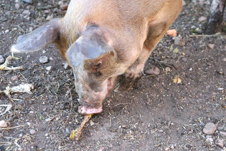 A pig eating boiled chicken leg