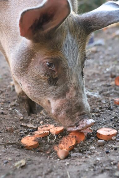 pig eating sliced sweet potato