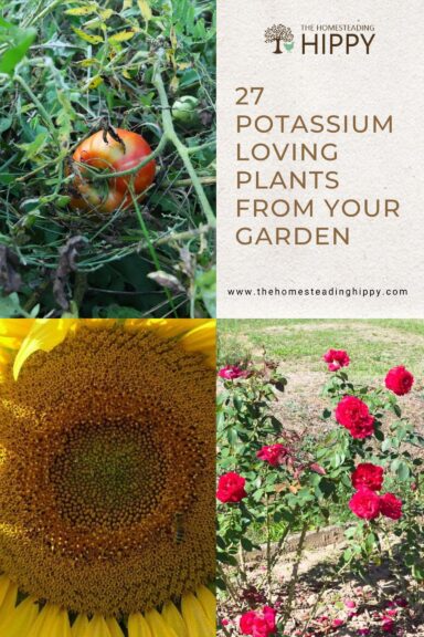 plants that need potassium pin