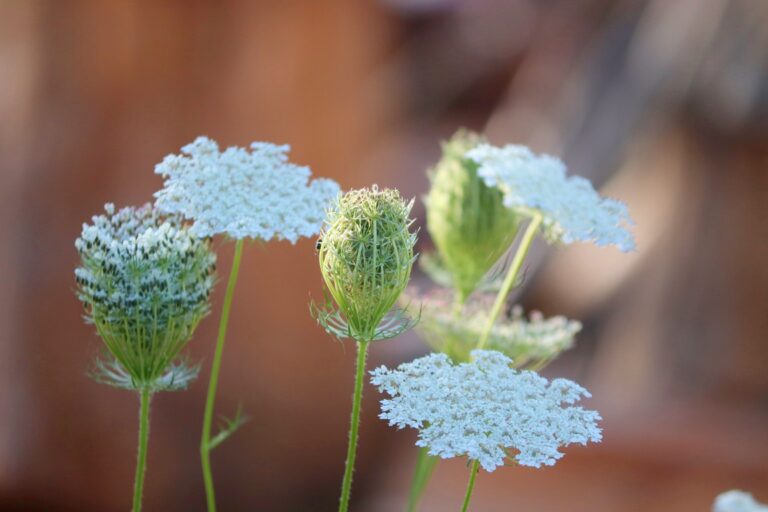queen anne’s lace wild carrot flowers