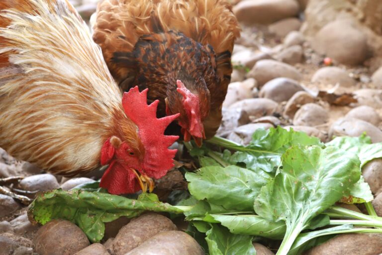 rooster and hen eating Swiss chard
