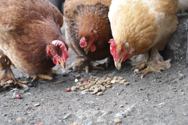 three hens trying dog food