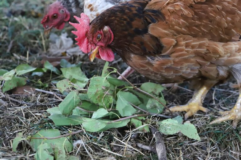 two chickens eating lilac leaves
