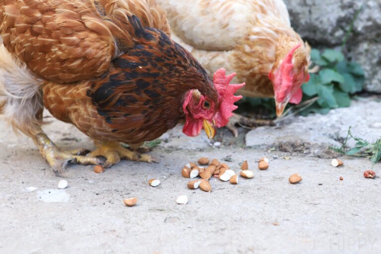 two hens eating crushed almonds