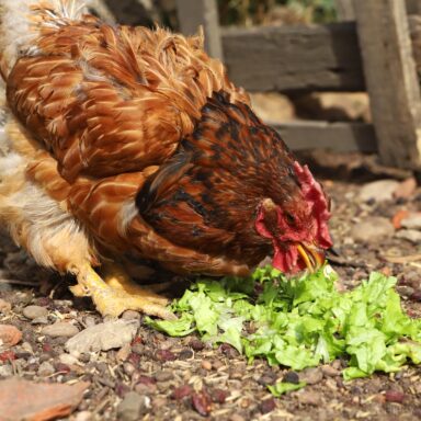 a hen trying some kale