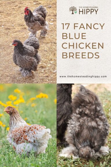 blue chicken breeds pin image