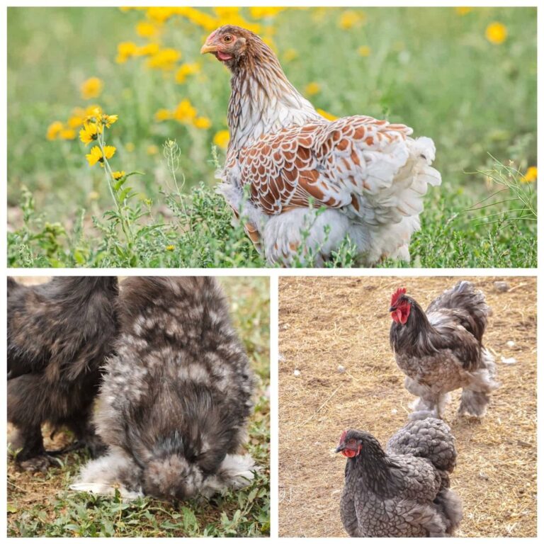 chicken breeds that are blue featured