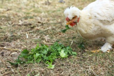 chicken contemplating eating cilantro